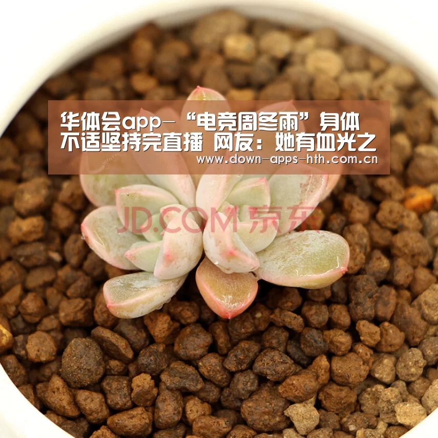 华体会